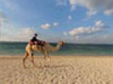 Jebel Ali Golf Resort - Beach Camels 1