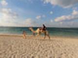 Jebel Ali Golf Resort - Beach Camels 2